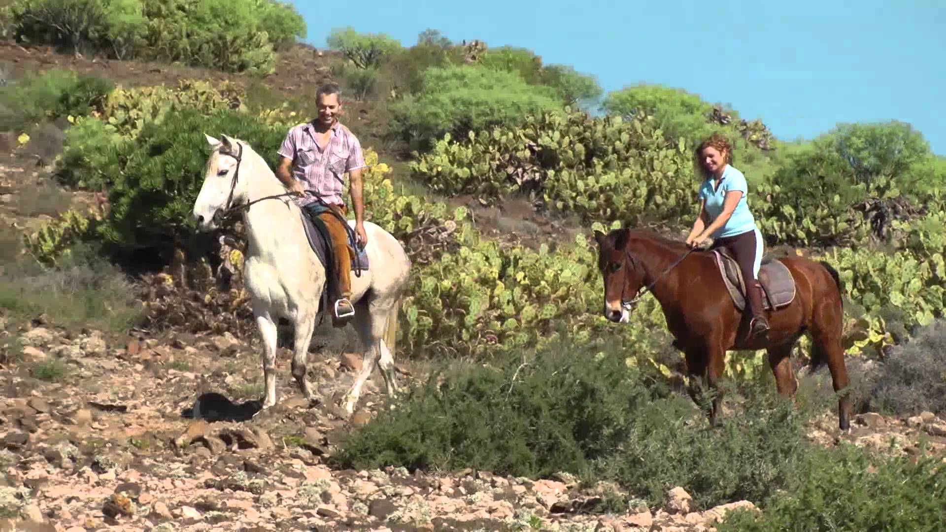Horse Riding Gran Canaria The Most Requested Tour